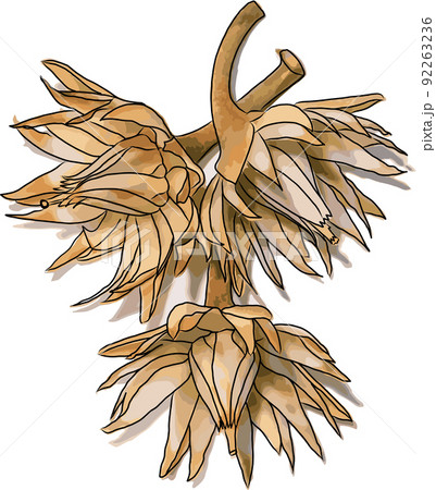 Abstract Spanish Cherry, Tanjong tree, Bullet wood flowers on white background. 92263236