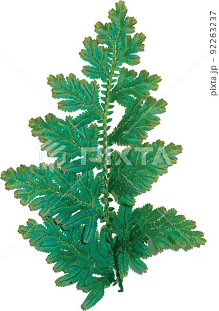 Abstract of Selaginella kraussiana fern leaf 92263237