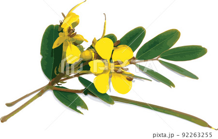 Abstract of Cassod tree or Senna siamea with color spread on white background. Abstract of Cassod tree or Senna siamea with color spread on white background. 92263255