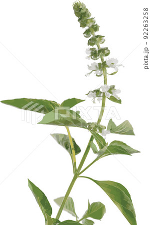 Hairy Basil flower and leaves on white background. Hairy Basil flower and leaves on white background. 92263258