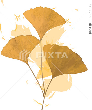 Abstract of Dry Ginkgo biloba leaves with color spread on white background. Abstract of Dry Ginkgo biloba leaves with color spread on white background. 92263259