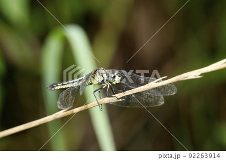 ハラビロトンボ♀ ハラビロトンボ♀ 92263914