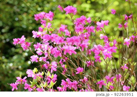 ミツバツツジの花 ミツバツツジの花 92263951