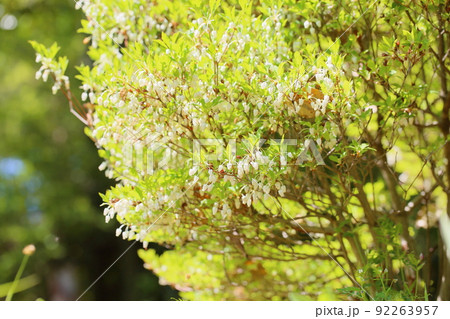 ドウダンツツジの花 ドウダンツツジの花 92263957