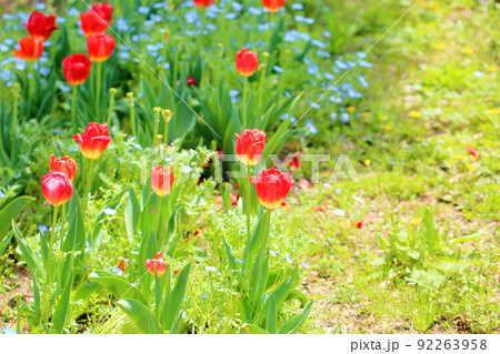チューリップの花 チューリップの花 92263958