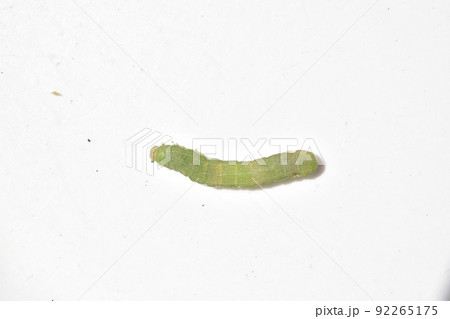 不明の幼虫 ガの一種? 不明の幼虫 ガの一種? 92265175