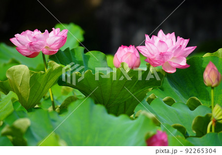 上野の不忍池に咲く蓮の花 92265304