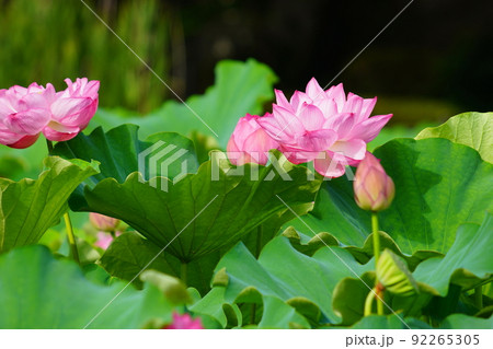 上野の不忍池に咲く蓮の花 92265305