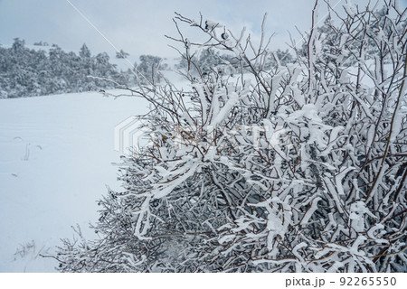 Snow covered bush on mountain Ai-Petri after blizzard. Crimea 92265550