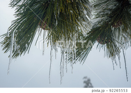 Snow-covered branches of pine trees with cones and icicles on mountain Ai-Petri. Crimea Snow-covered branches of pine trees with cones and icicles on mountain Ai-Petri. Crimea 92265553