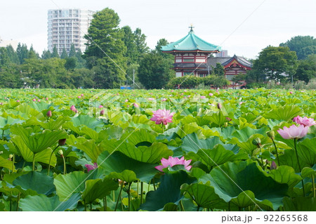 上野の不忍池に咲く蓮の花 92265568