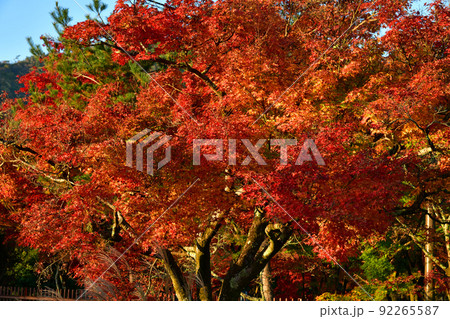 京都の朝日に照らされる紅葉 92265587