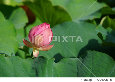 上野の不忍池に咲く蓮の花 上野の不忍池に咲く蓮の花 92265616