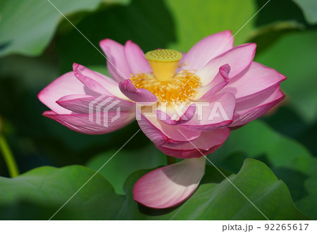 上野の不忍池に咲く蓮の花 上野の不忍池に咲く蓮の花 92265617