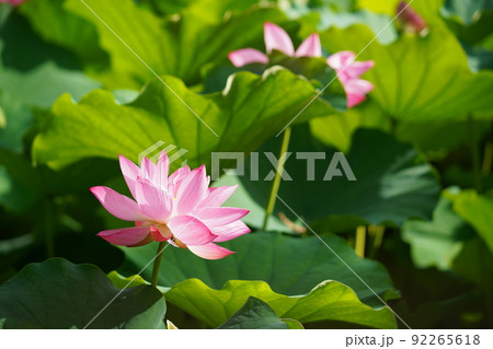 上野の不忍池に咲く蓮の花 上野の不忍池に咲く蓮の花 92265618