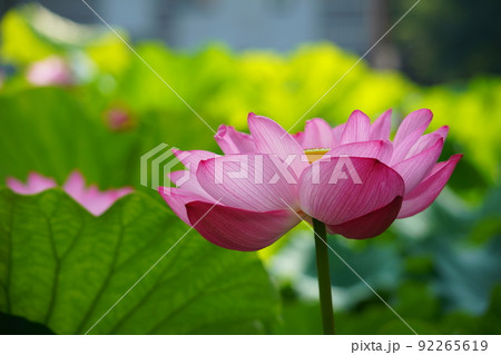 上野の不忍池に咲く蓮の花 上野の不忍池に咲く蓮の花 92265619