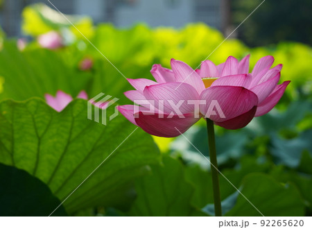 上野の不忍池に咲く蓮の花 上野の不忍池に咲く蓮の花 92265620