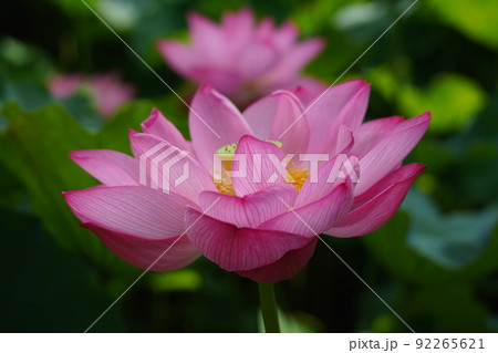 上野の不忍池に咲く蓮の花 上野の不忍池に咲く蓮の花 92265621