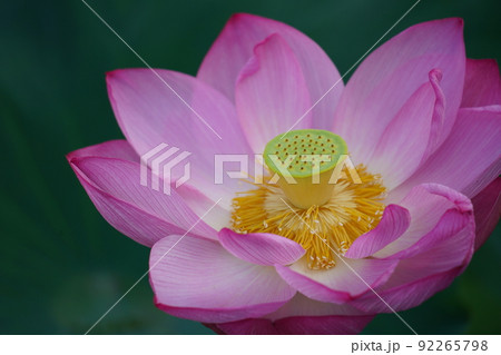 上野の不忍池に咲く蓮の花 上野の不忍池に咲く蓮の花 92265798