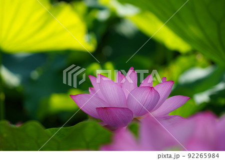 上野の不忍池に咲く蓮の花 上野の不忍池に咲く蓮の花 92265984