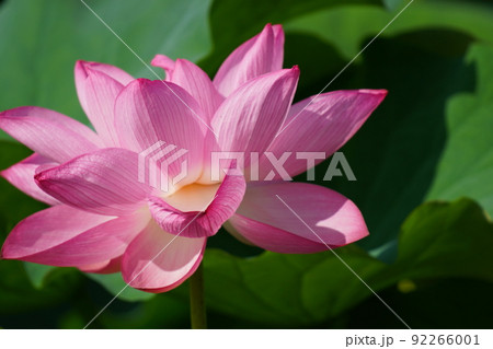 上野の不忍池に咲く蓮の花 上野の不忍池に咲く蓮の花 92266001