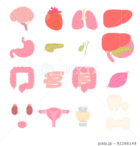 シンプルでかわいい内臓セット 92266148