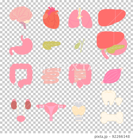 Simple and cute internal organs set 92266148