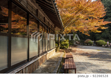 富川渓谷│富川万年の森の紅葉【長崎県諫早市富川町】 92266528