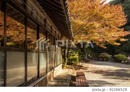 富川渓谷│富川万年の森の紅葉【長崎県諫早市富川町】 92266529