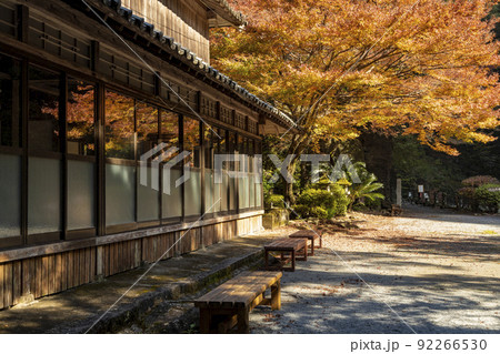 富川渓谷│富川万年の森の紅葉【長崎県諫早市富川町】 富川渓谷│富川万年の森の紅葉【長崎県諫早市富川町】 92266530