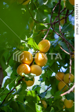 Apricots on apricot tree. Summer fruits. Ripe apricots on a tree branch. Close up 92266734