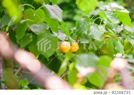 Apricots on apricot tree. Summer fruits. Ripe apricots on a tree branch. Close up 92266735