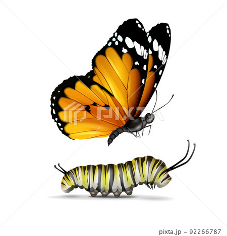 Plain Tiger butterfly and caterpillar 92266787