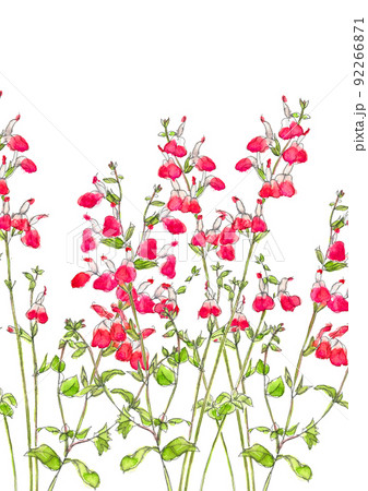 群生するチェリーセージ  サルビア【手描き水彩画】素材 白バック 透過背景 コピースペース  92266871