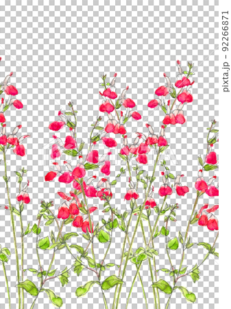 群生するチェリーセージ  サルビア【手描き水彩画】素材 白バック 透過背景 コピースペース  92266871