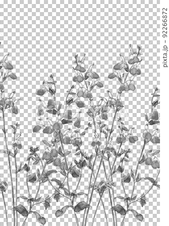 群生するチェリーセージ   モノトーン【水墨画風水彩画】素材 白バック 透過背景 コピースペース  92266872