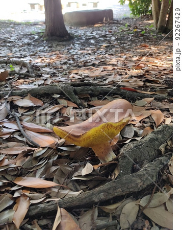 平たい大きなキノコ 平たい大きなキノコ 92267429