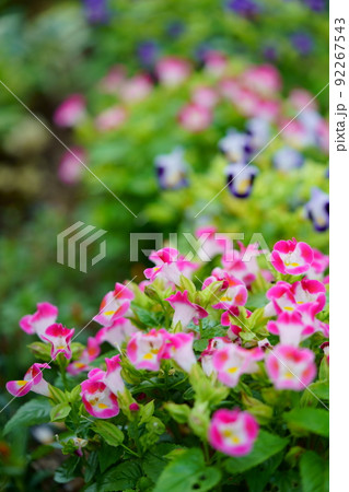 玄関のフレッシュなトレニアの花壇 92267543