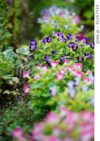 玄関のフレッシュなトレニアの花壇 92267544