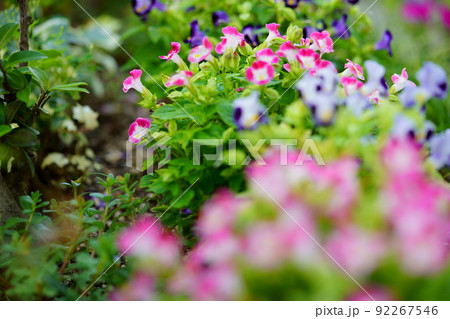 玄関のフレッシュなトレニアの花壇 92267546