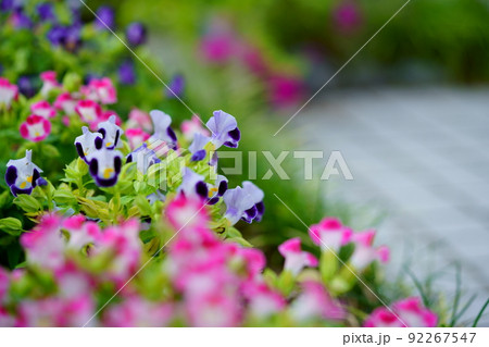 玄関のフレッシュなトレニアの花壇 92267547