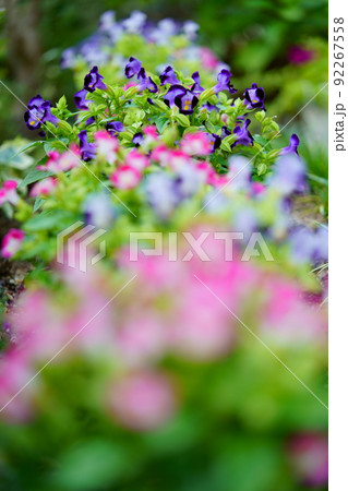 玄関のフレッシュなトレニアの花壇 玄関のフレッシュなトレニアの花壇 92267558