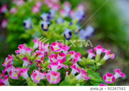 玄関のフレッシュなトレニアの花壇 92267562