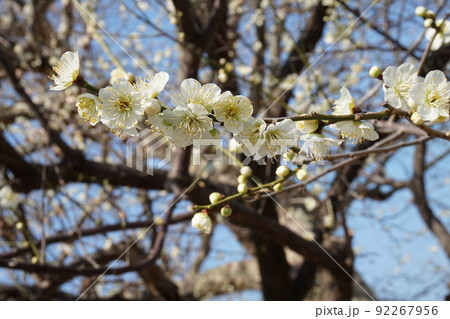 梅の花 梅の花 92267956