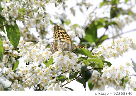 ミドリヒョウモン 92268340