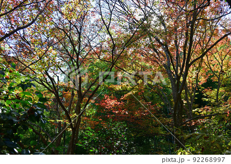 紅葉グラデーション 92268997