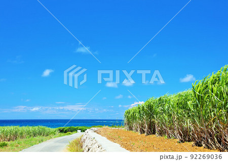 沖縄 夏の青空と海 そしてサトウキビ畑 沖縄 夏の青空と海 そしてサトウキビ畑 92269036