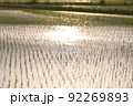 田んぼ風景 92269893