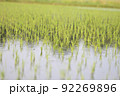 田んぼ風景 92269896