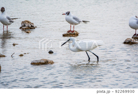 The small white heron or Little egret stands in the lake 92269930